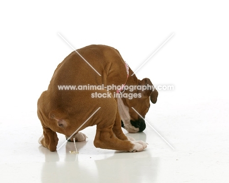 Boxer puppy urinating