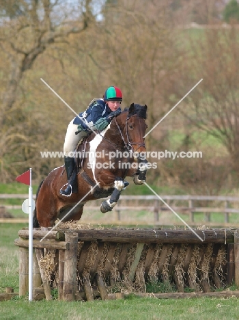 Skewbald horse jumping
