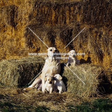 proud yellow labrador bitch, from heatherbourne, posing with her  three beautiful puppies