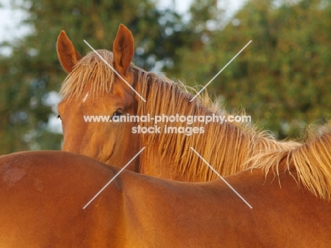 Suffolk Punch behind anothers back