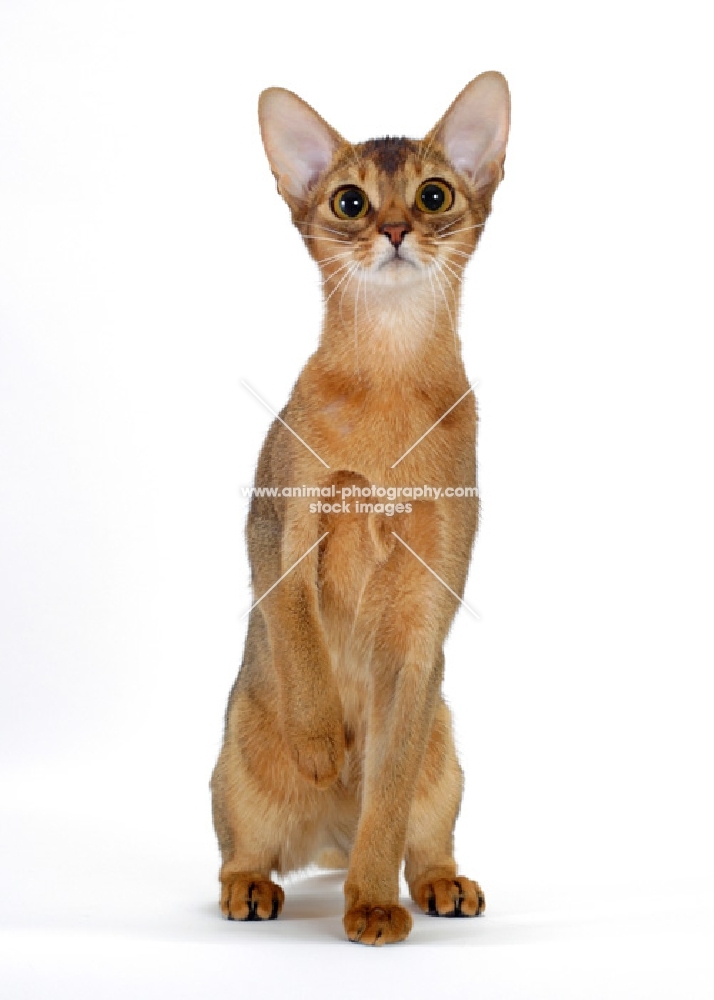 ruddy abyssinian front view