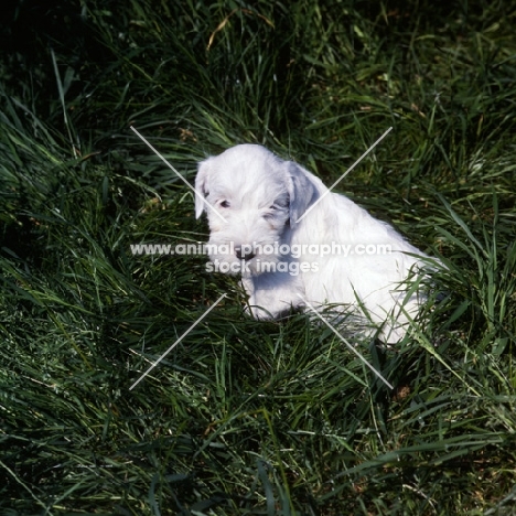 Sealyham terrier puppy in grass