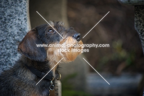 Profile shot of a Miniature Wirehaired Dachshund