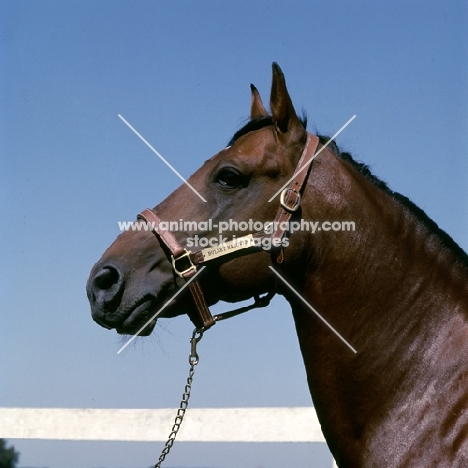 bullet hanover, standardbred stallion wearing head collar with nameplate