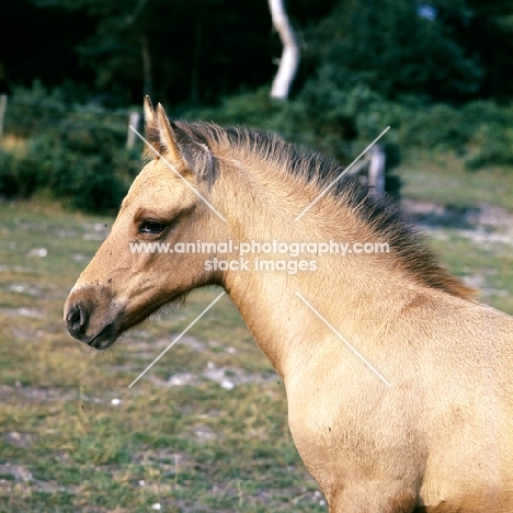 Fjord Pony cross Arab foal