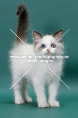 Seal Point Bi-Color Ragdoll kitten in studio