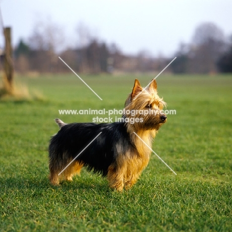 australian terrier from brimartz kennels standing in a field