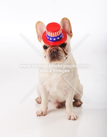 French Bulldog wearing a hat