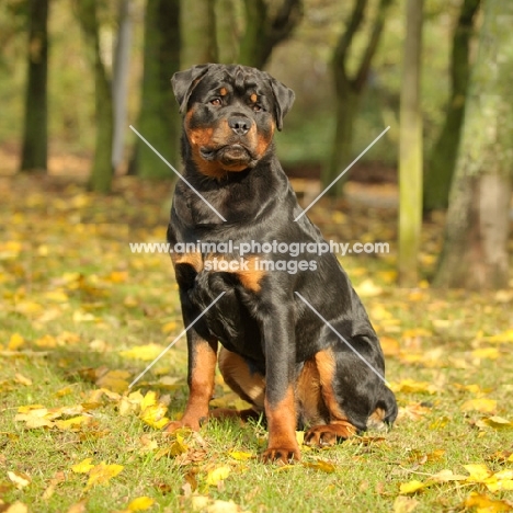 Rottweiler in autumn