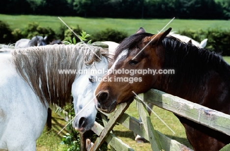 connemara ponies saying a loving hello over a gate