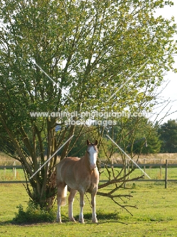 Young Cob in field