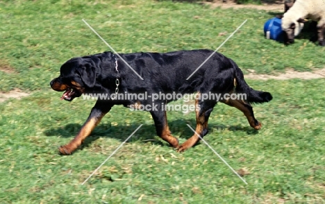 rottweiler undocked, striding out