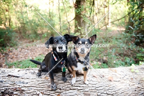 two dogs, Chihuahua mixed breed, in forest on log