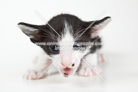 Peterbald kitten 3 weeks old, portrait