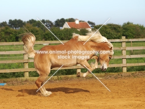 Haflinger running