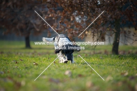 black and white english springer spaniel smelling ground