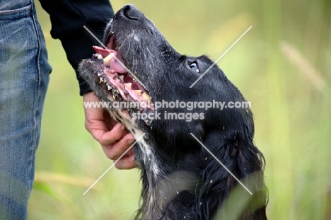 English Setter resting his head on owner's hand