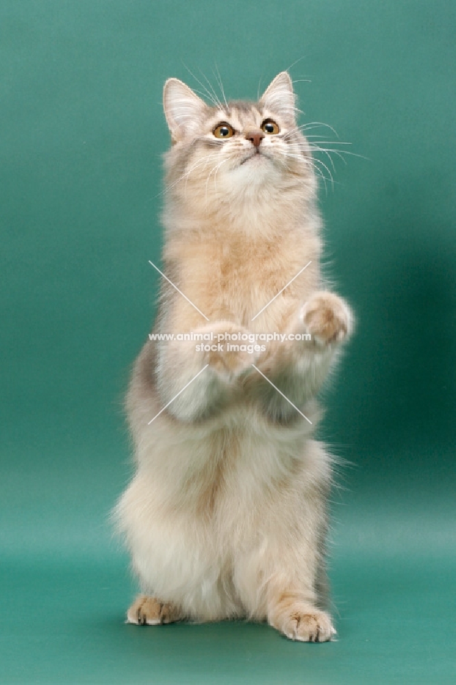 young Somali cat, blue coloured