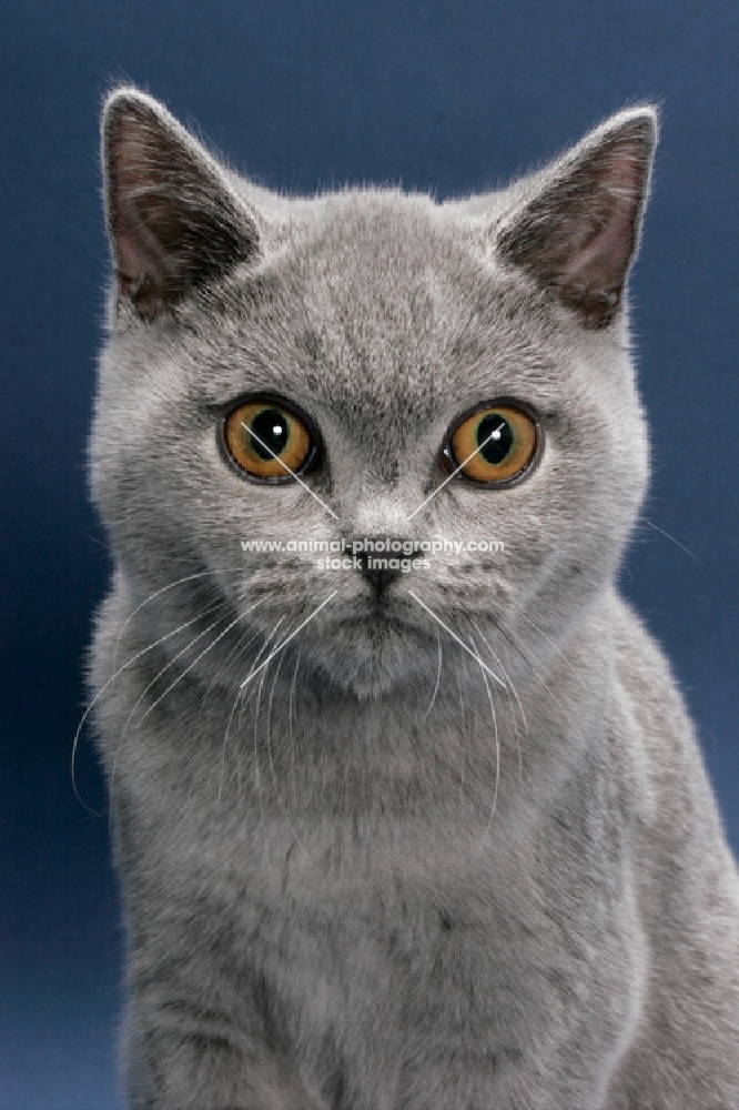 British Shorthair staring