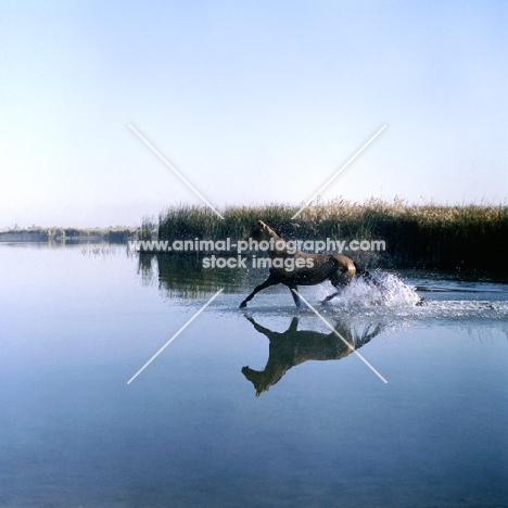 akhal teke horse trotting through water