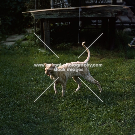 ch lohteyn golden peach, cornish rex cat walking on grass