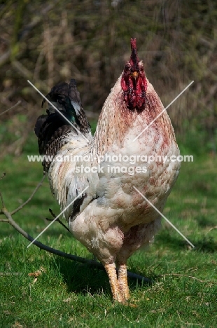 proud cockerel