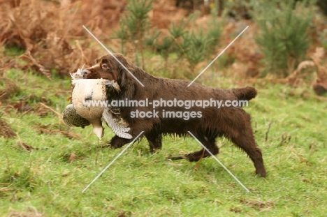 Sussex Spaniel, retrieving