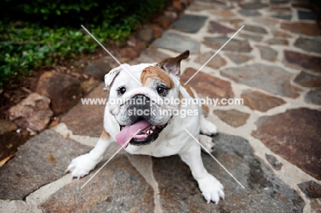 english bulldog looking up