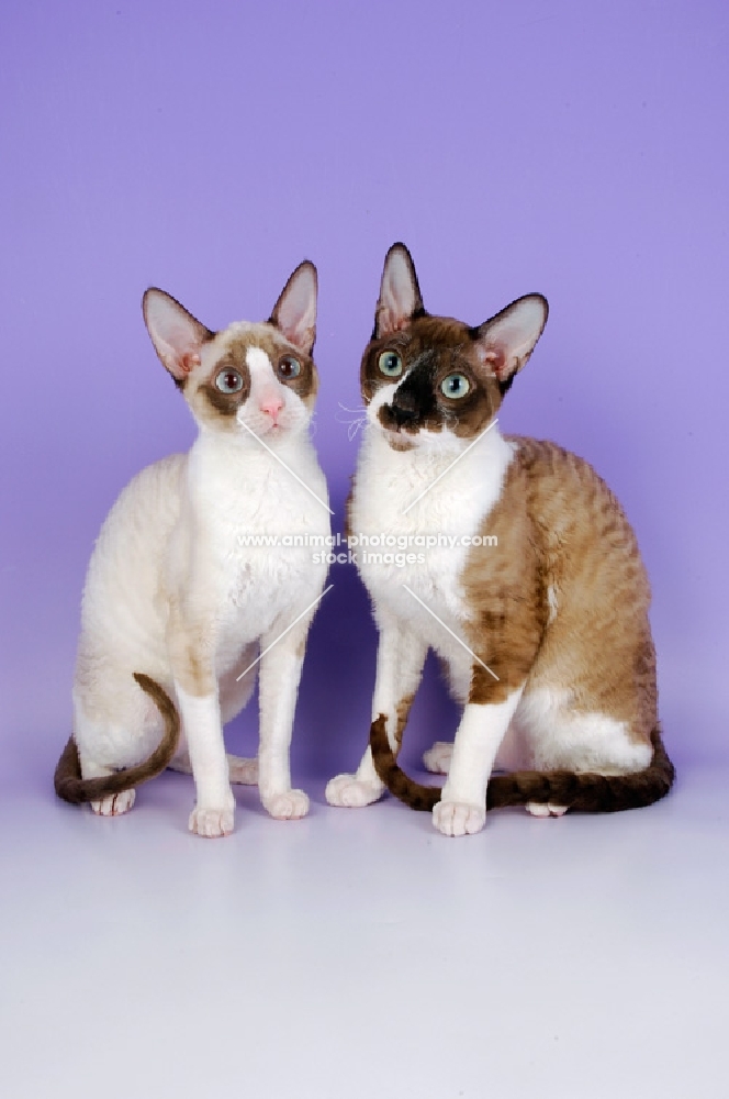 two cornish rex cats, sitting