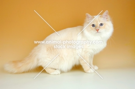 cream point birman cat, side view