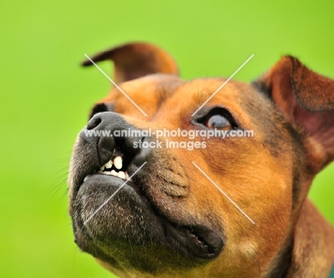 cleft pallate Staffordshire Bull Terrier