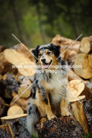 Australian Shepherd near logs