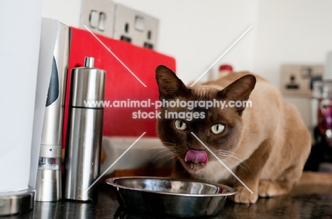 Burmese cat eating from kitchen worktop