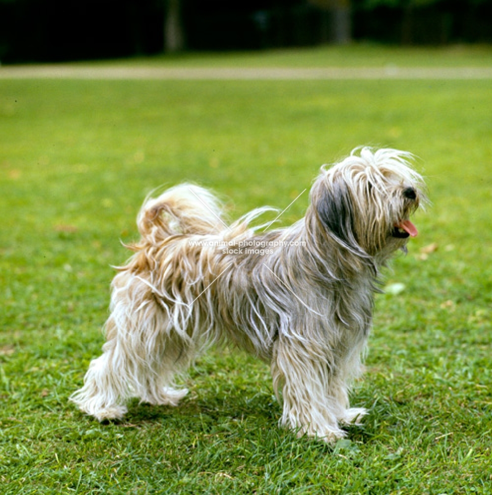 tibetan terrier, ch luneville princess pamba in 1964 