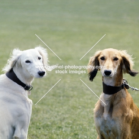 ch burydown freyha and ch burydown palmyra, two saluki looking into the camera