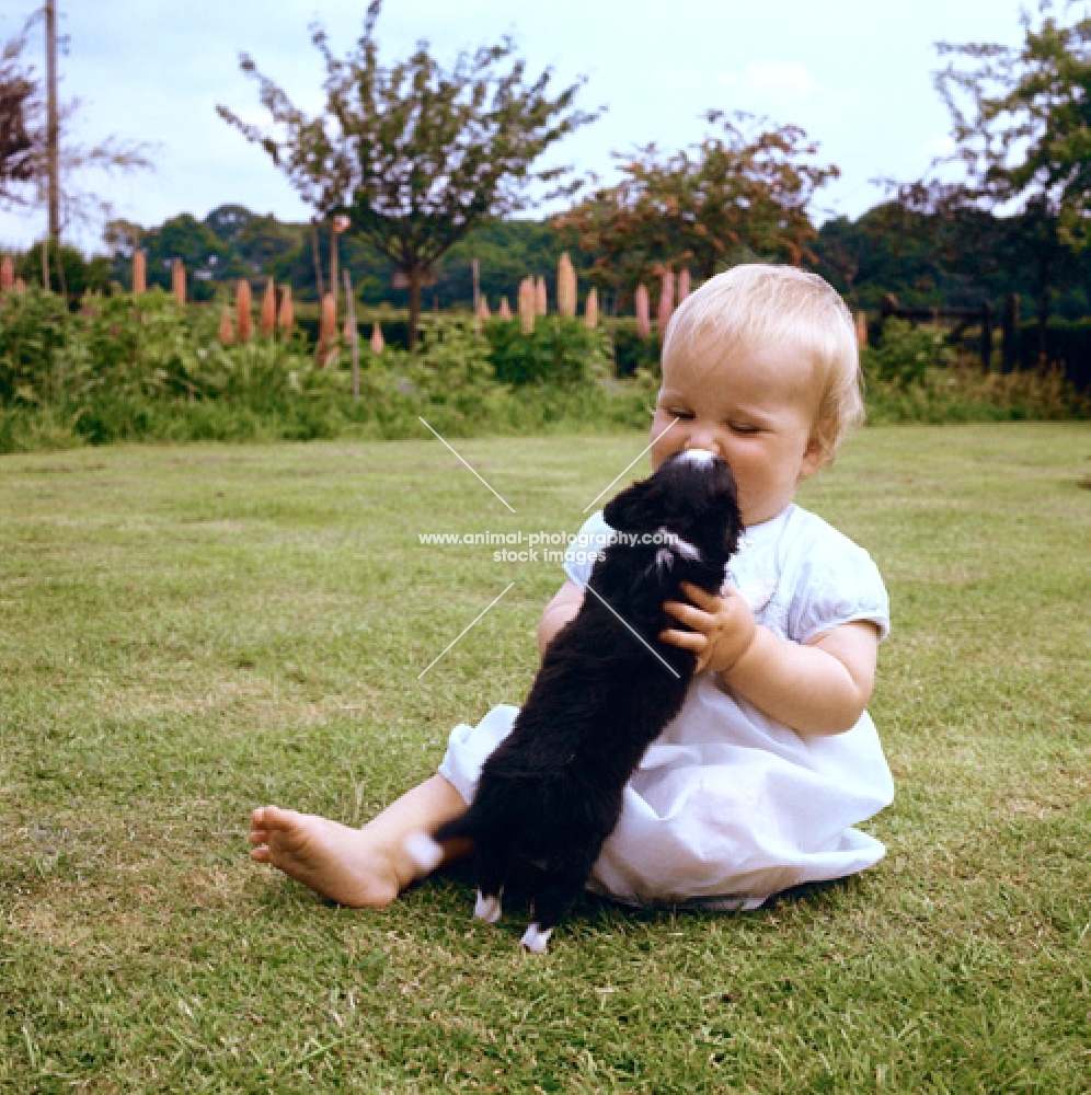 young child cuddling a long coat chihuahua