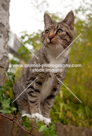 tabby cat with white paws on a wall
