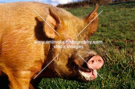 tamworth pig, smiling, at heal farm, 