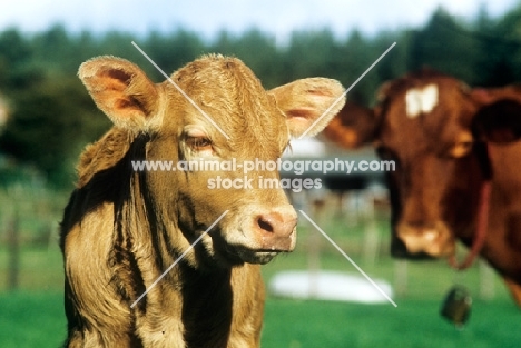 guernsey calf