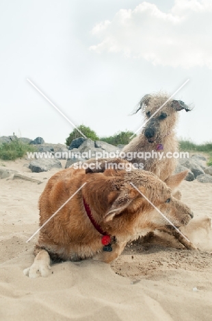 two mongrel dogs on sand