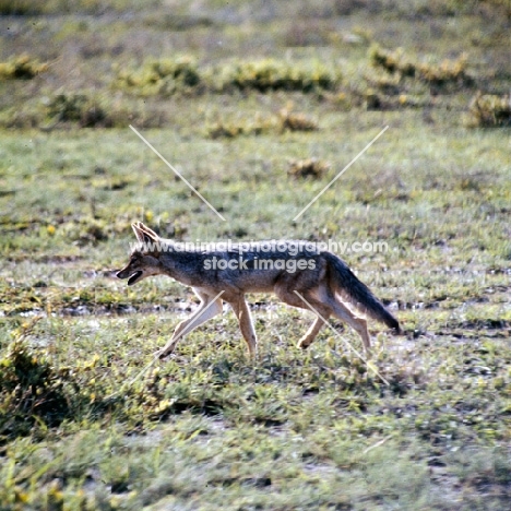 Black-backed Jackal trottting along, amboseli,side view