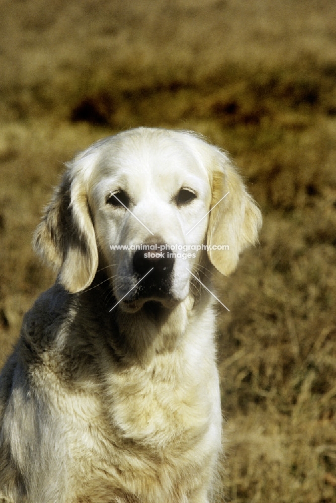 ch westley mabella portrait