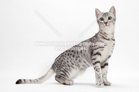Egyptian Mau, Silver Spotted Tabby, full body