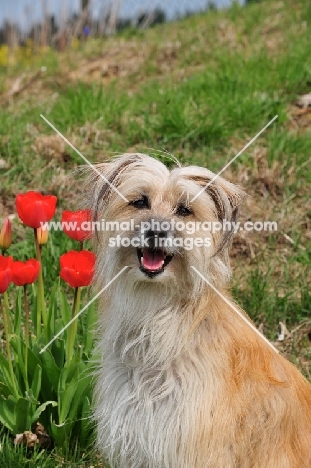 Pyrenean Sheepdog