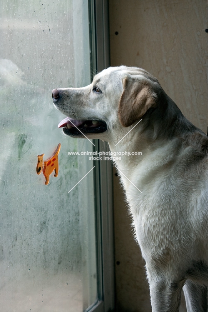 yellow lab looking out glass door