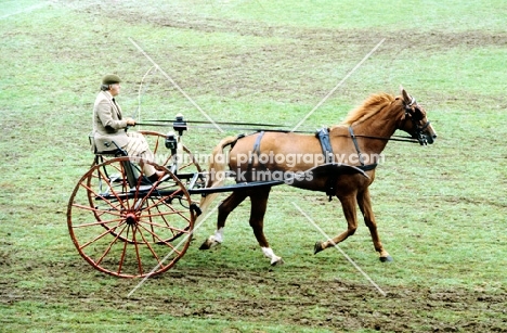 hungarian horse in driving class at zug 