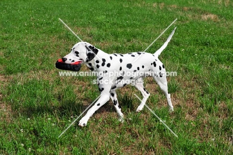 Dalmatian walking on grass