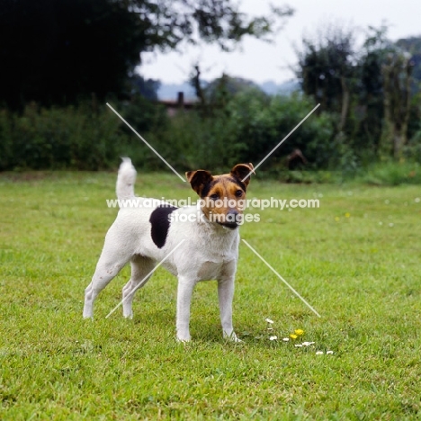 parson russell terrier on grass