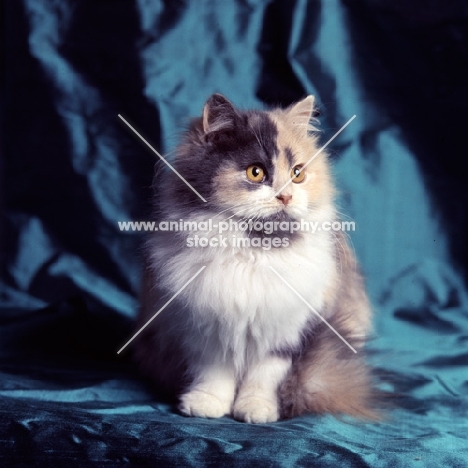 pathfinders blue bouquet, blue tortoiseshell and white/ blue, cream and white, long hair cat in studio