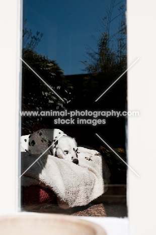 Dalmatian sleeping on a sofa.